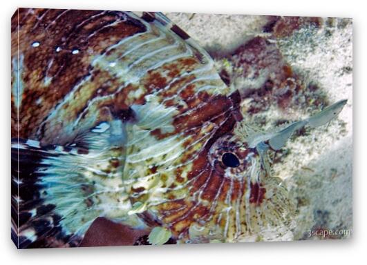 Close up of scorpion fish Fine Art Canvas Print