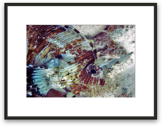 Close up of scorpion fish Framed Fine Art Print