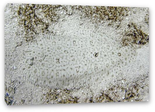 Milky sole fish blends into the sand Fine Art Canvas Print