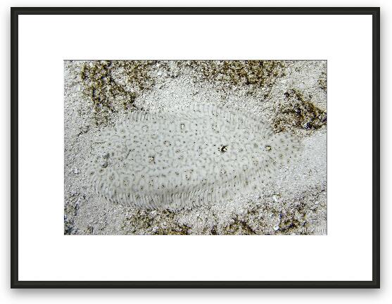 Milky sole fish blends into the sand Framed Fine Art Print