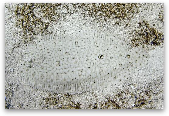 Milky sole fish blends into the sand Fine Art Metal Print