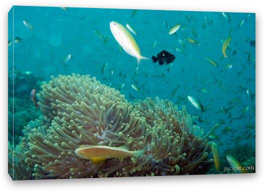 Anemones and many fish Fine Art Canvas Print