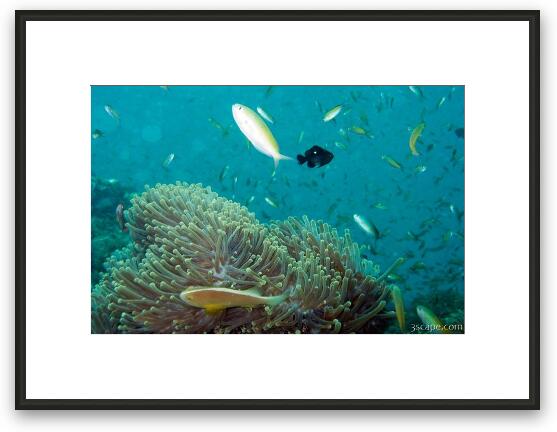 Anemones and many fish Framed Fine Art Print