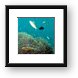 Anemones and many fish Framed Print