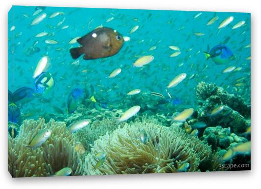 Anemones and countless fish Fine Art Canvas Print