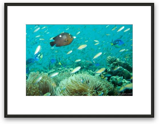 Anemones and countless fish Framed Fine Art Print