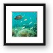 Anemones and countless fish Framed Print