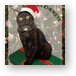 Persy the Christmas Cat Metal Print