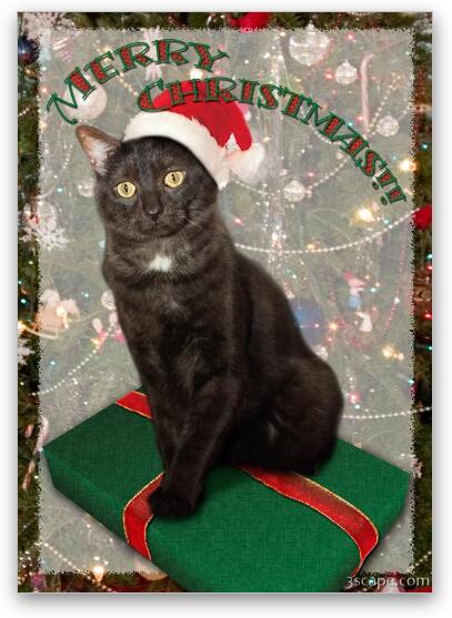 Persy the Christmas Cat Fine Art Print