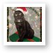 Persy the Christmas Cat Art Print