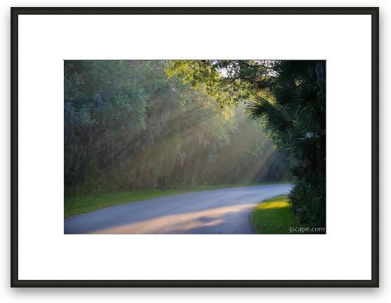 The morning light shining thru trees at Myakka River State Park Framed Fine Art Print