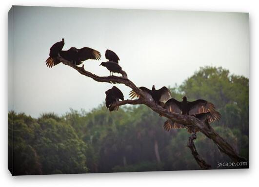 Buzzards try to dry off their feathers on a misty morning Fine Art Canvas Print