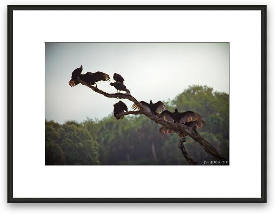 Buzzards try to dry off their feathers on a misty morning Framed Fine Art Print