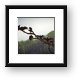 Buzzards try to dry off their feathers on a misty morning Framed Print