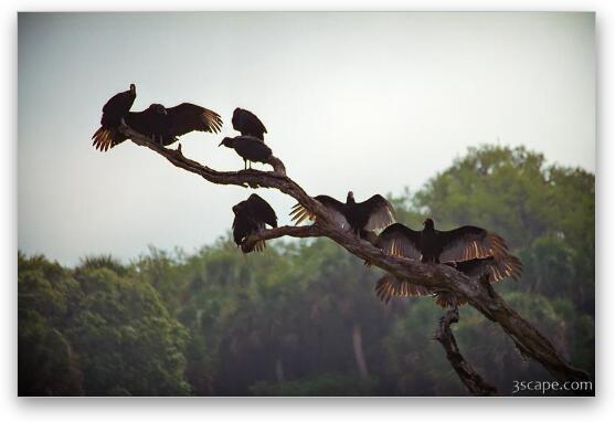 Buzzards try to dry off their feathers on a misty morning Fine Art Metal Print
