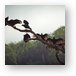 Buzzards try to dry off their feathers on a misty morning Metal Print