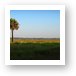 Myakka River State Park Art Print