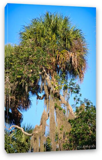 Palm tree and hanging 'stuff' that animals use for nests and bedding Fine Art Canvas Print