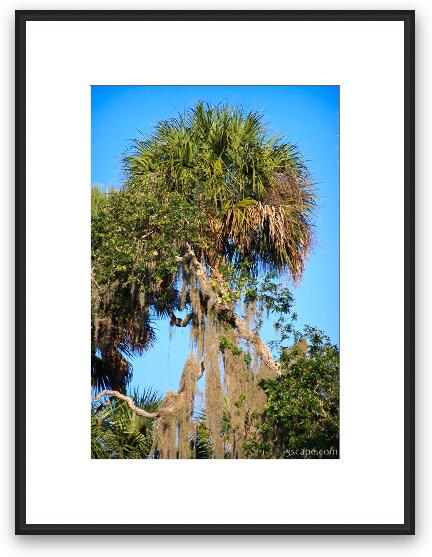 Palm tree and hanging 'stuff' that animals use for nests and bedding Framed Fine Art Print