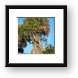 Palm tree and hanging 'stuff' that animals use for nests and bedding Framed Print
