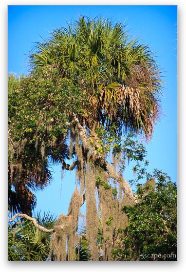 Palm tree and hanging 'stuff' that animals use for nests and bedding Fine Art Metal Print