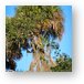 Palm tree and hanging 'stuff' that animals use for nests and bedding Metal Print