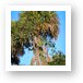 Palm tree and hanging 'stuff' that animals use for nests and bedding Art Print