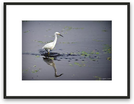 Snowy Egret Framed Fine Art Print