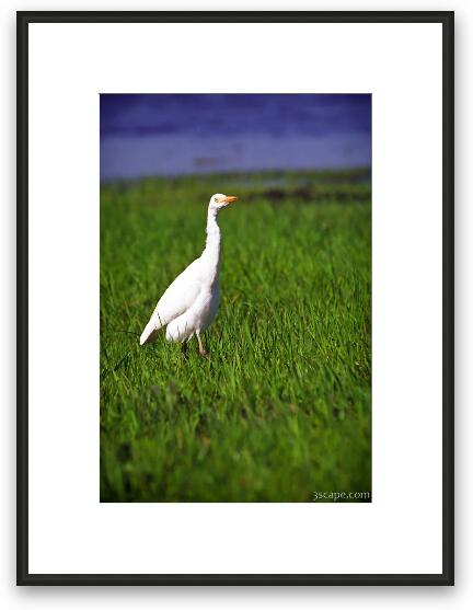 White Heron Framed Fine Art Print