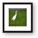 White Heron Framed Print