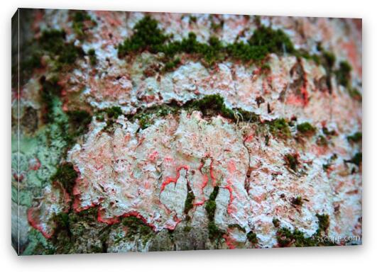 Lichens on a tree Fine Art Canvas Print