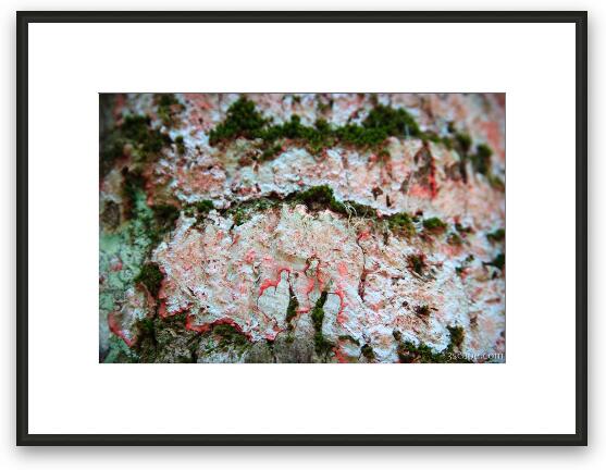 Lichens on a tree Framed Fine Art Print