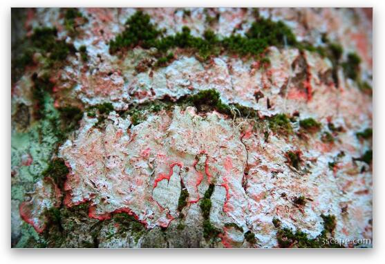 Lichens on a tree Fine Art Metal Print