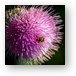 Flowery plant with beatle Metal Print