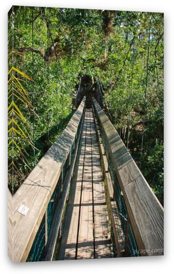 There is a short canopy walkway that gets you to tree height Fine Art Canvas Print
