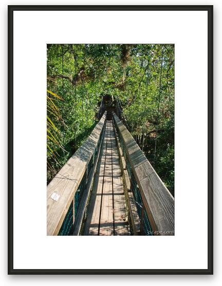 There is a short canopy walkway that gets you to tree height Framed Fine Art Print