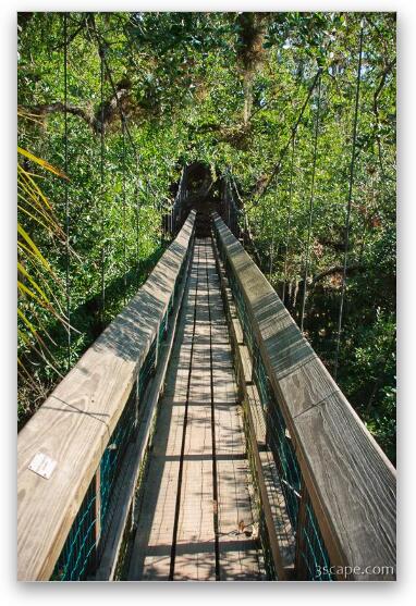 There is a short canopy walkway that gets you to tree height Fine Art Metal Print