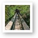 There is a short canopy walkway that gets you to tree height Art Print