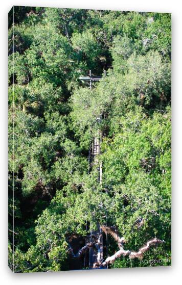 Looking down on the treetops, and canopy walk Fine Art Canvas Print