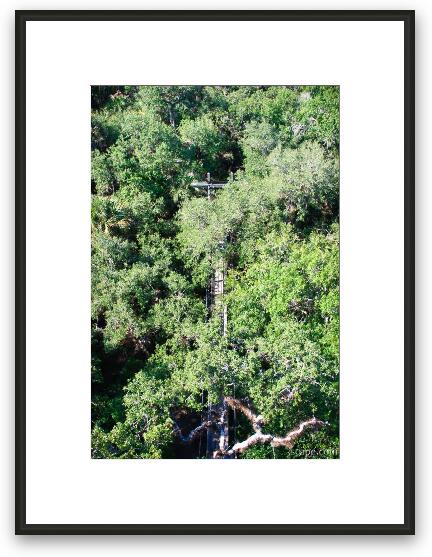 Looking down on the treetops, and canopy walk Framed Fine Art Print