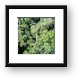 Looking down on the treetops, and canopy walk Framed Print