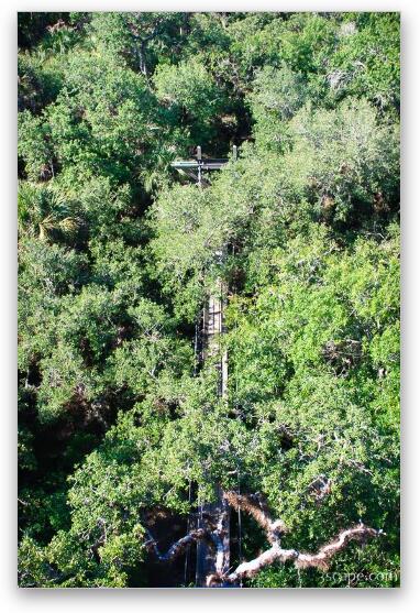 Looking down on the treetops, and canopy walk Fine Art Metal Print