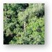 Looking down on the treetops, and canopy walk Metal Print
