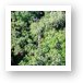Looking down on the treetops, and canopy walk Art Print