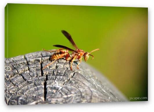 Wasp Fine Art Canvas Print