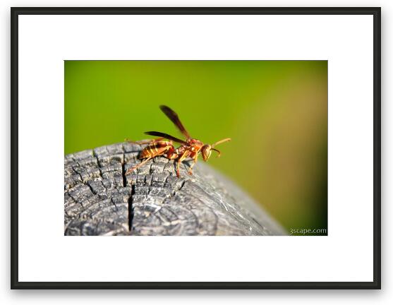 Wasp Framed Fine Art Print