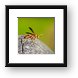 Wasp Framed Print