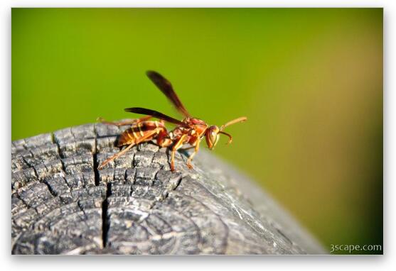 Wasp Fine Art Metal Print