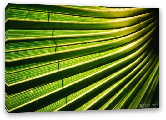 Abstract Palm leaves Fine Art Canvas Print