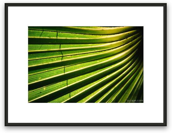 Abstract Palm leaves Framed Fine Art Print